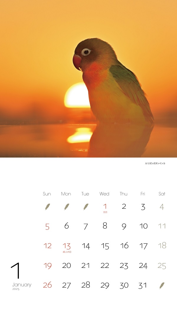 すごかわいんこ SALE】かわいんこ インコと小鳥のカレンダー 2025年 | こんぱまる